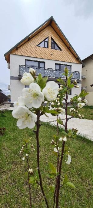 Отель Casuta Noastra - Сулина Экстерьер фото